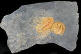 Orange Declivolithus & Selenopeltis Trilobite #23934-2